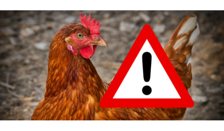 Opatrenia na zvýšenie biologickej ochrany v chovoch hydiny